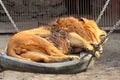 Sleeping male lion (Panthera leo) in a zoo